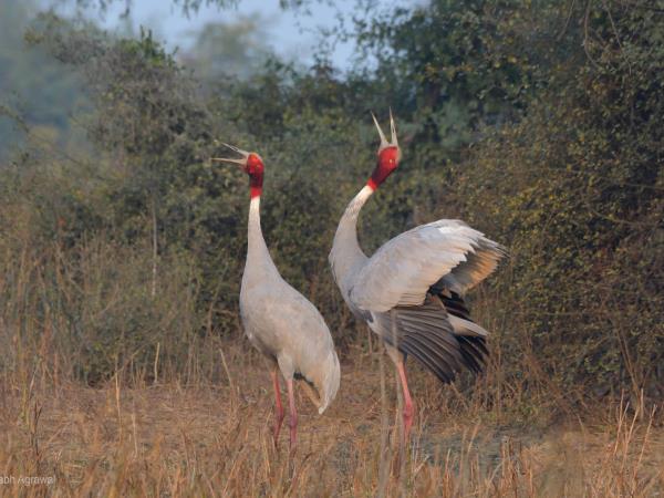 Birdwatching in India