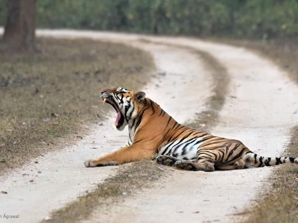 Birdwatching in India