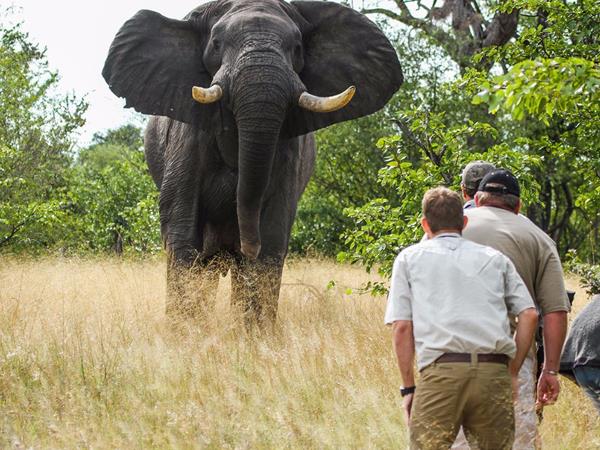 Best of Botswana and Zimbabwe holiday