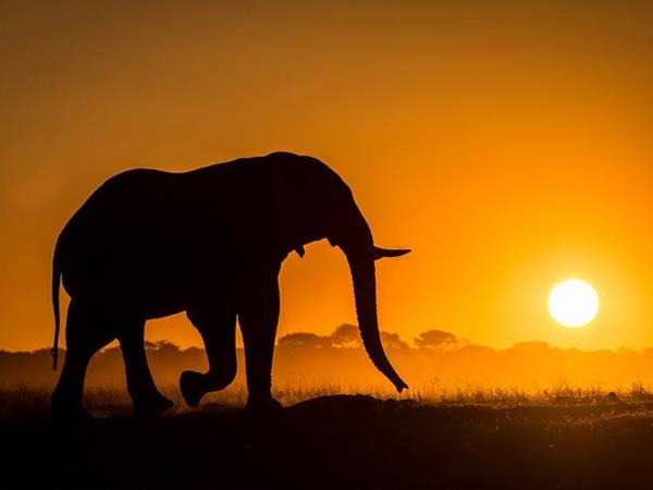 Zimbabwe & Botswana safari, elephant paths