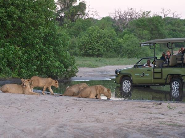 Zimbabwe & Botswana safari, elephant paths