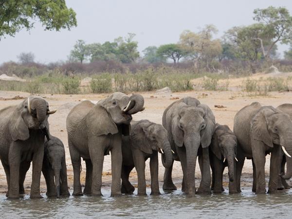 Zimbabwe & Botswana safari, elephant paths