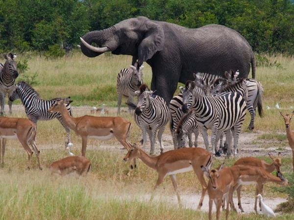 Botswana & Victoria Falls, green season safari