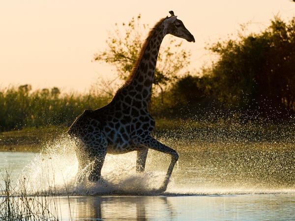 Botswana & Victoria Falls, green season safari