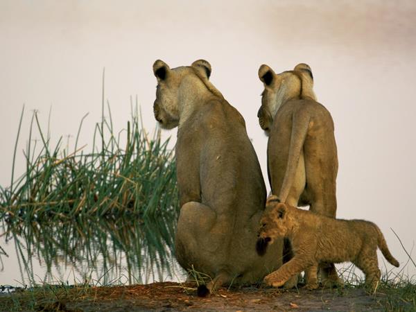 Botswana & Victoria Falls, green season safari