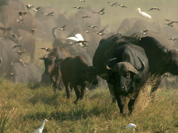 Botswana & Victoria Falls, green season safari