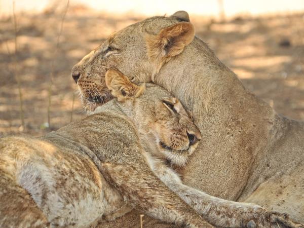 Zimbabwe wildlife holidays