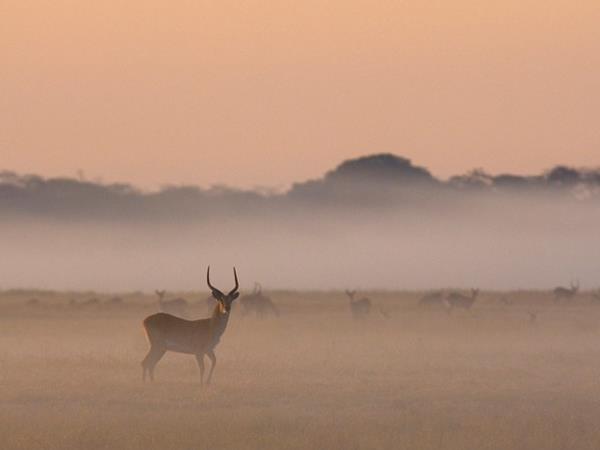 Zambia safari vacation, tailor made