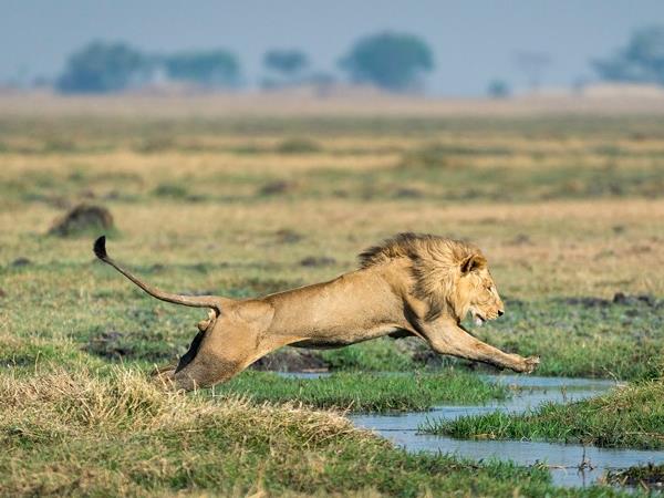 Zambia safari vacation, tailor made