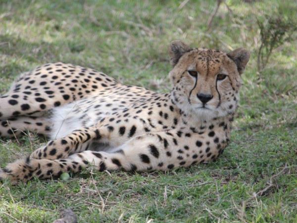 Kenya cheetah safari