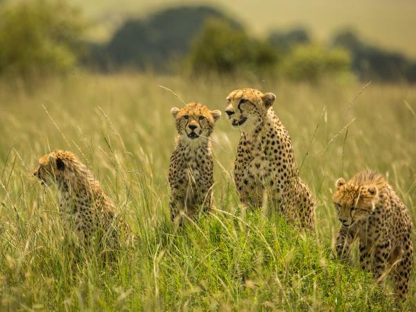 Masai Mara safari and beach vacation, Kenya