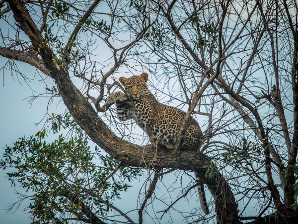 Kenya cheetah safari