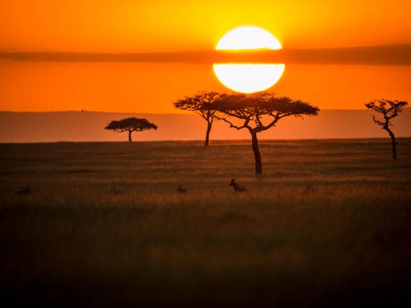 Kenya cheetah safari