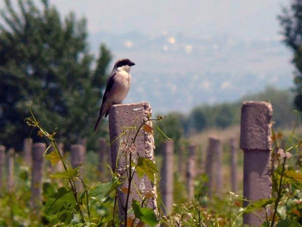 Armenia bird watching tour