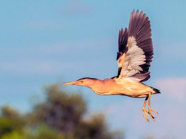 Armenia bird watching tour
