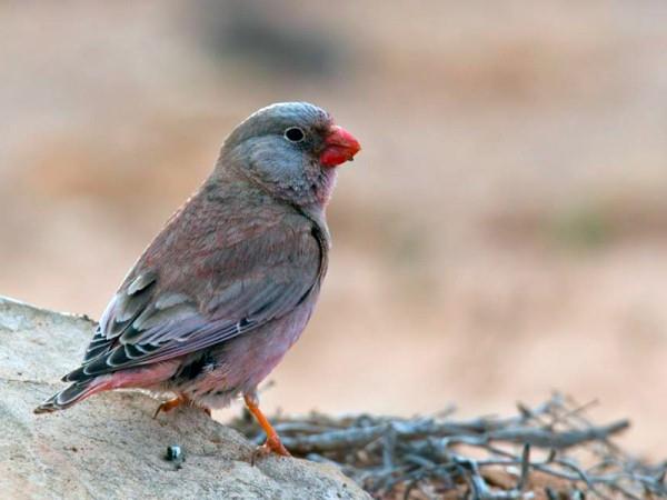 Armenia bird watching tour
