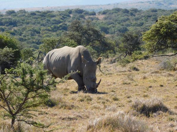 Big five conservation in South Africa