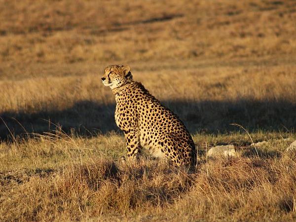 Big five conservation in South Africa
