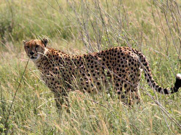 Classic Tanzania safari and beach vacation