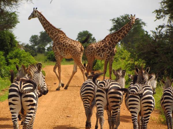 Classic Tanzania safari and beach vacation