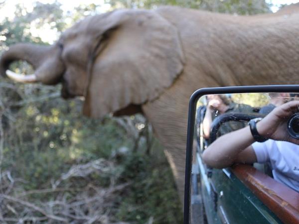 South Africa volunteering with the big five