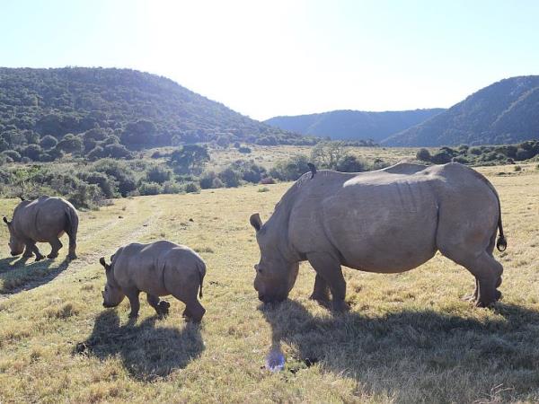South Africa volunteering with the big five