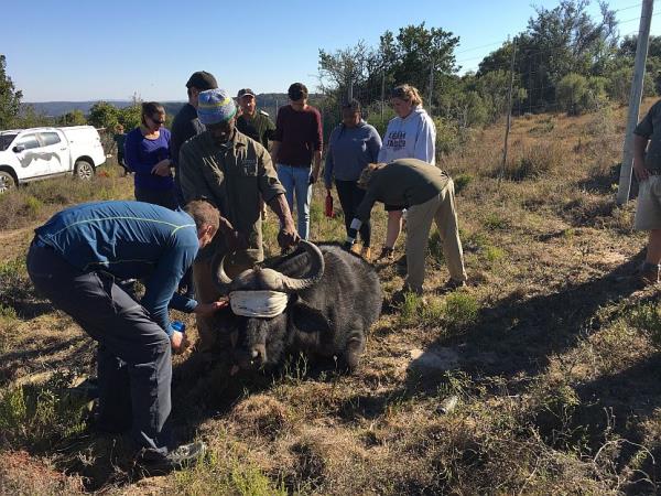 South Africa volunteering with the big five