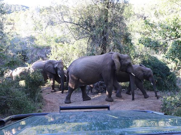 South Africa volunteering with the big five