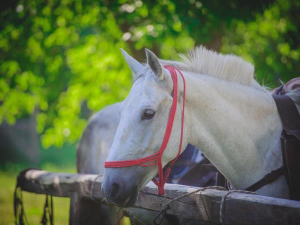 Horse riding vacations in Transylvania