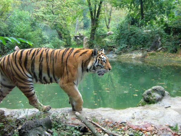 India tiger safari & Taj Mahal tour