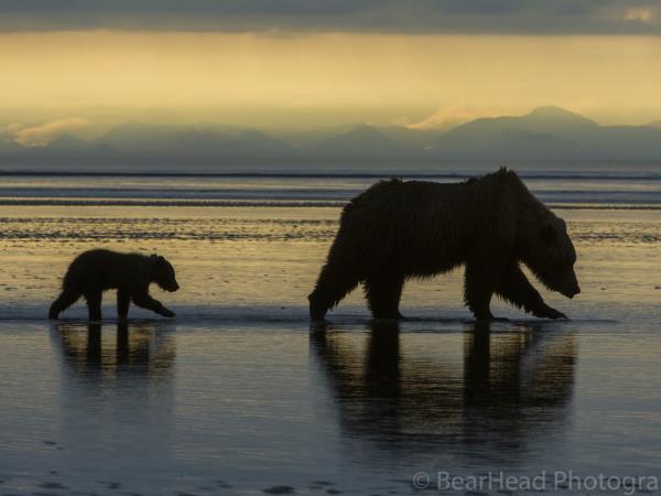 Brown bear photography holiday in Alaska