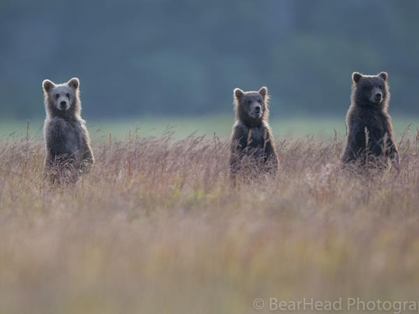 Brown bear photography holiday in Alaska