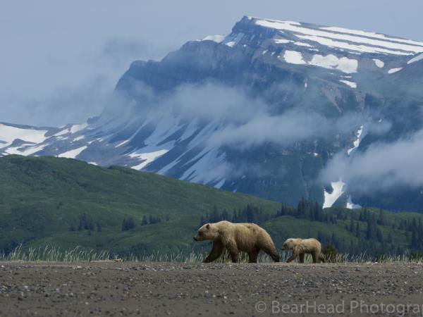 Brown bear photography holiday in Alaska