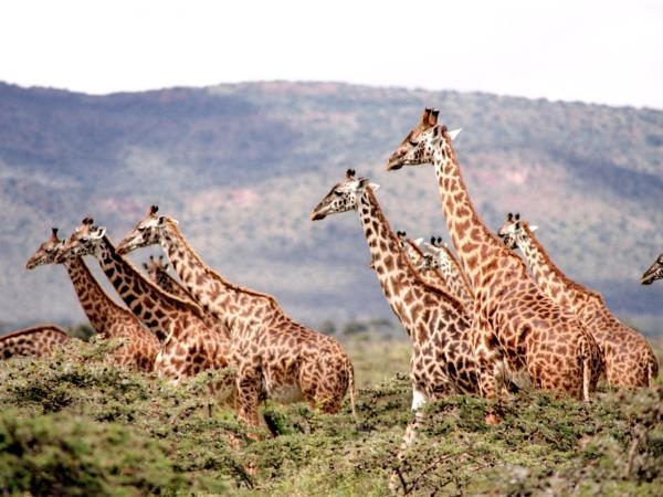 Tanzania safari vacation, tailor made