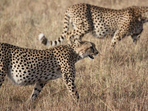 Serengeti safari holiday, Tanzania