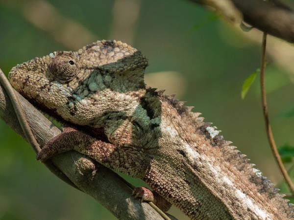 Madagascar Photography vacation