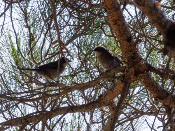 Birdwatching vacation in Greece