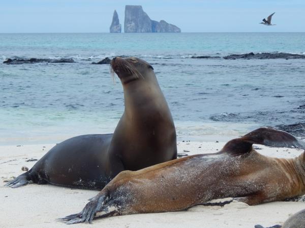Classic Galapagos Island hopping
