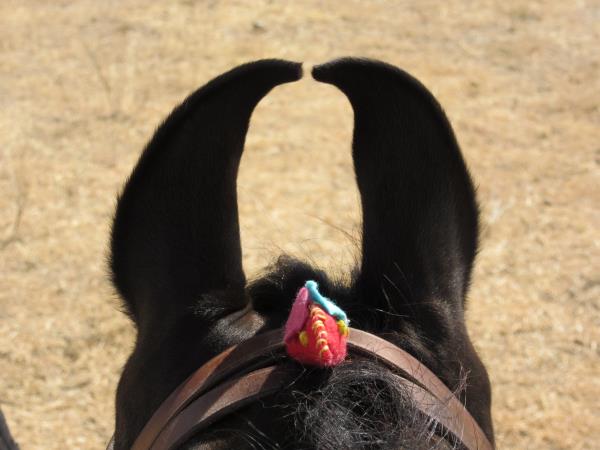 India horse riding vacations