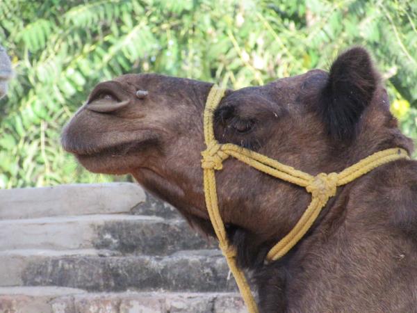 India horse riding vacations