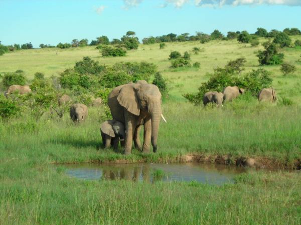 Kenya safari and beach vacation