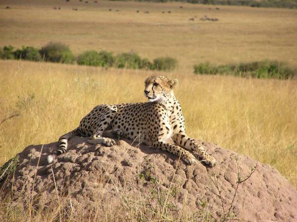 Kenya safari and beach vacation