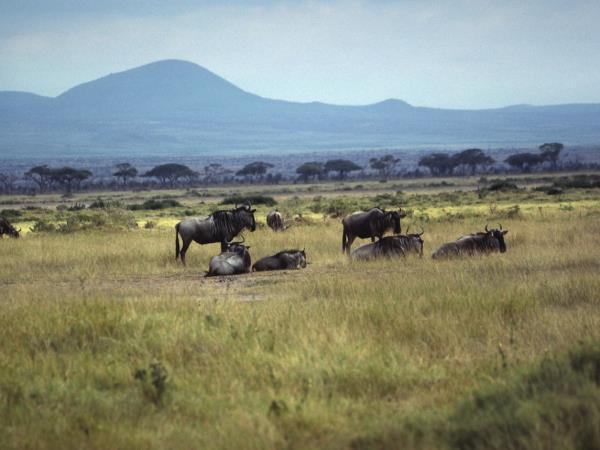 Kenya safari and beach vacation