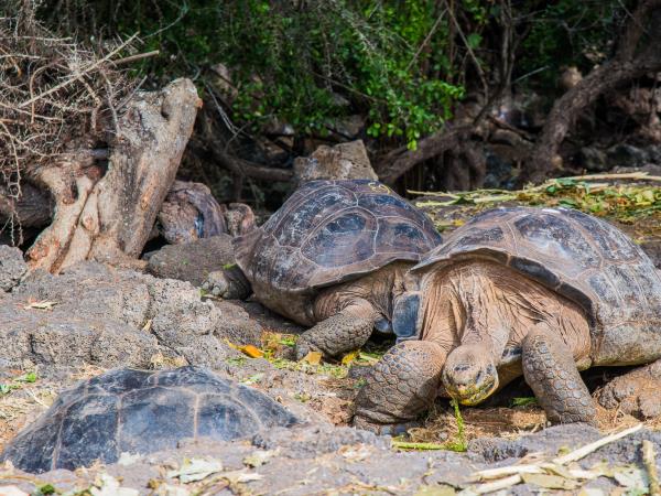 Budget Ecuador and Galapagos vacation, 23 days