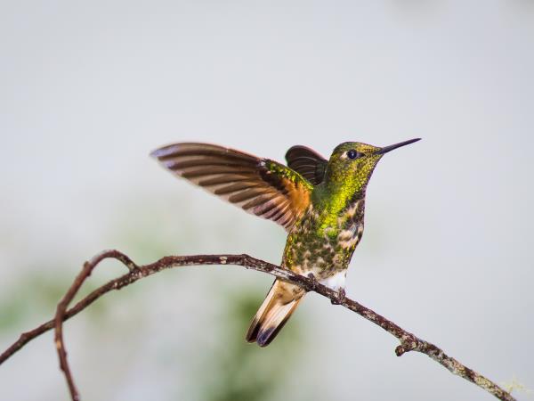 Budget Ecuador and Galapagos vacation, 23 days