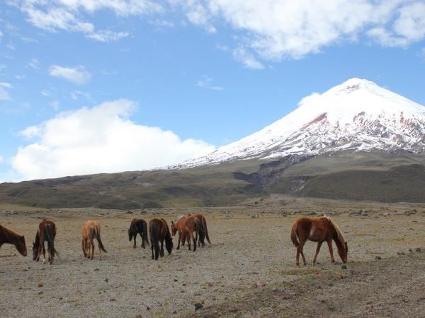 Budget Ecuador and Galapagos vacation, 23 days