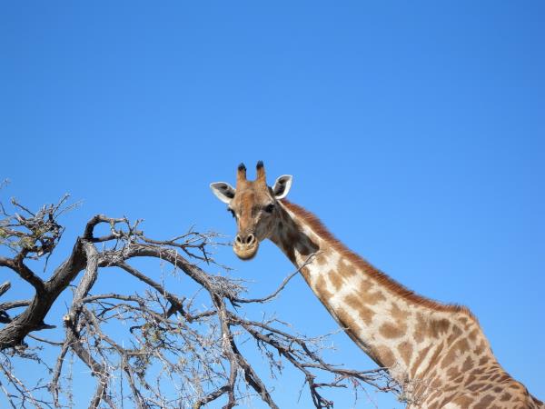 Classic Namibia tailor made tour