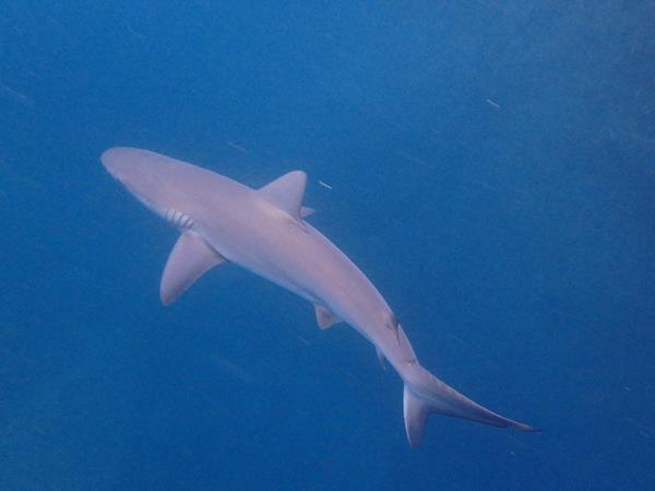 Scuba diving in the Coco Islands, Costa Rica
