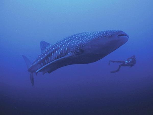 Scuba diving in the Coco Islands, Costa Rica