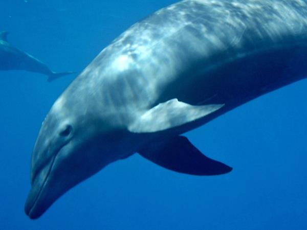 Scuba diving in the Coco Islands, Costa Rica